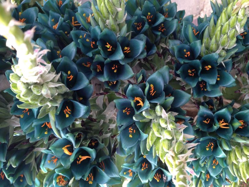 Puya alpestris subsp. zoellneri - Chagual, Puya, Blue Puya