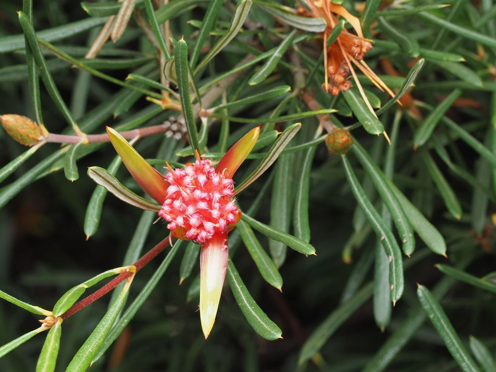 Lambertia formosa - Mountain Devil